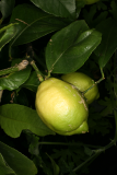 Citrus x limon RCP11-09 057.jpg